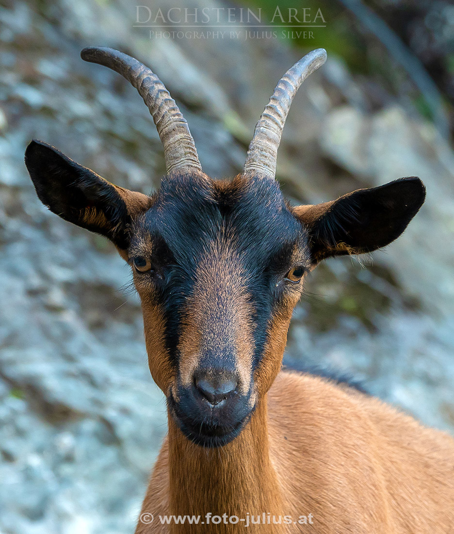 2587a_Bergziege.jpg, 306kB