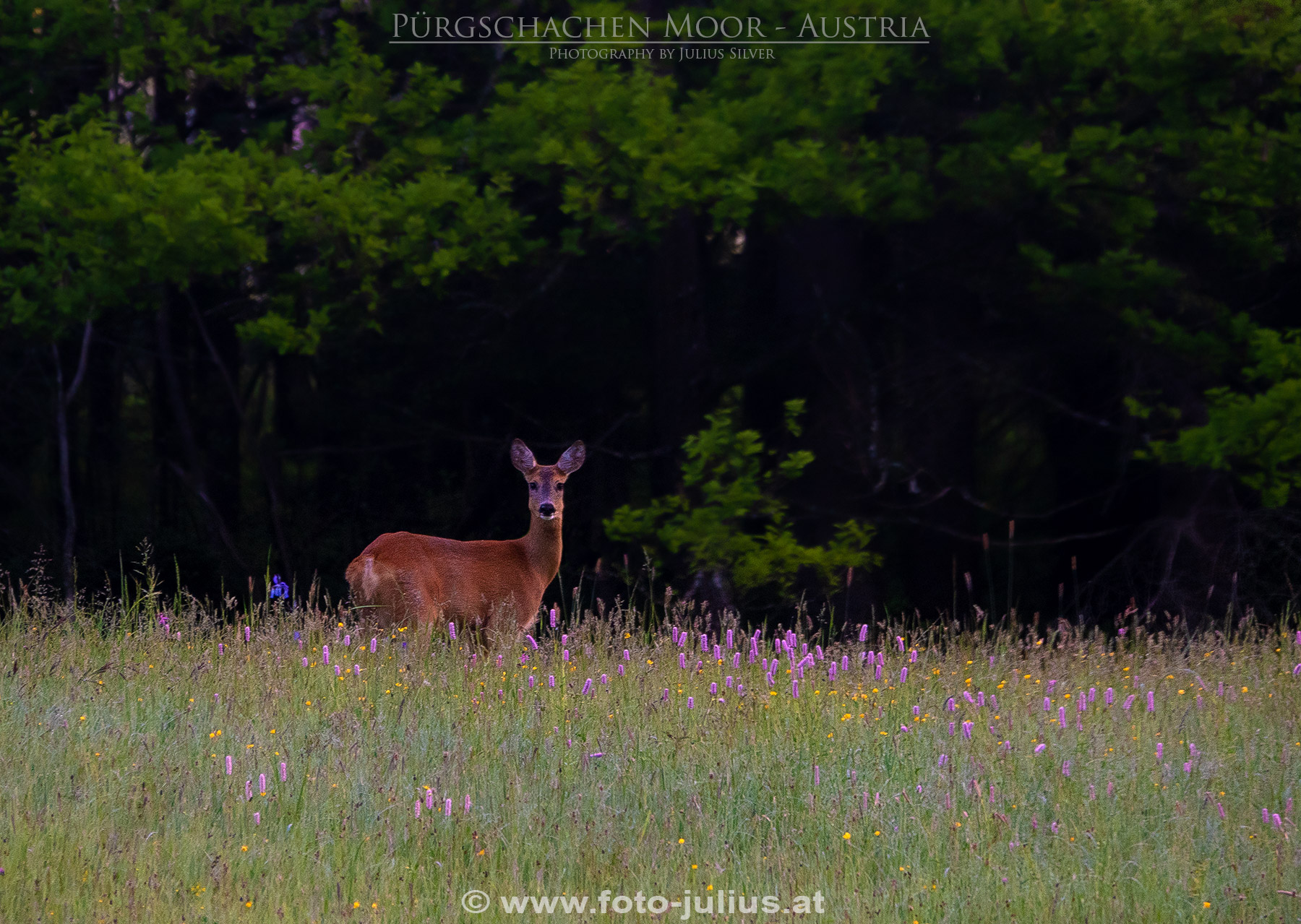 2670a_Gesause_Ardning_Purgschachen_Moor.jpg, 633kB