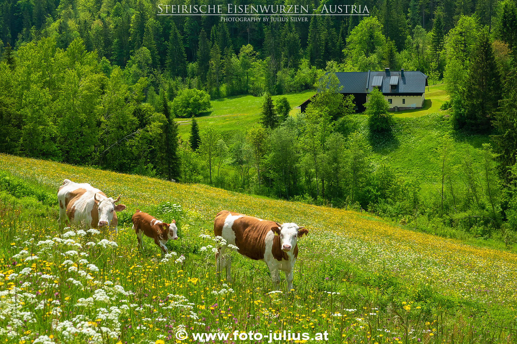 2675a_Steirische_Eisenwurzen.jpg, 1,4MB