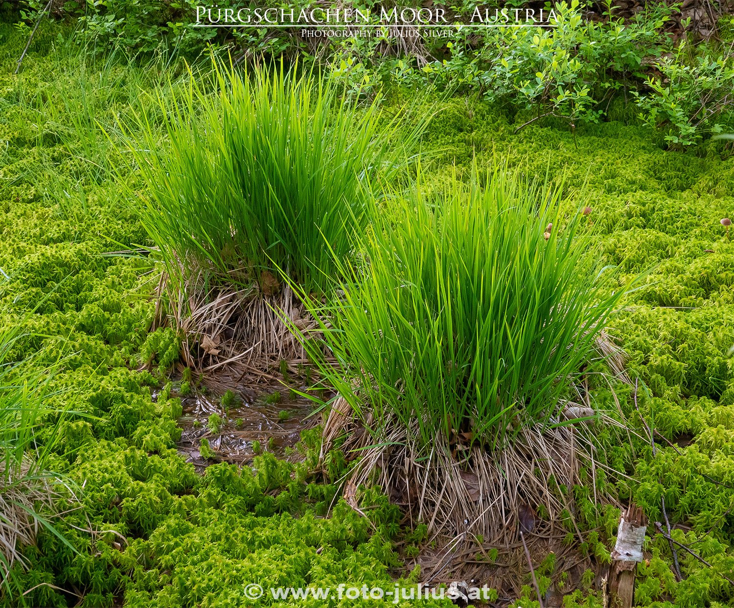 2677a_Gesause_Ardning_Purgschachen_Moor.jpg, 1,2MB