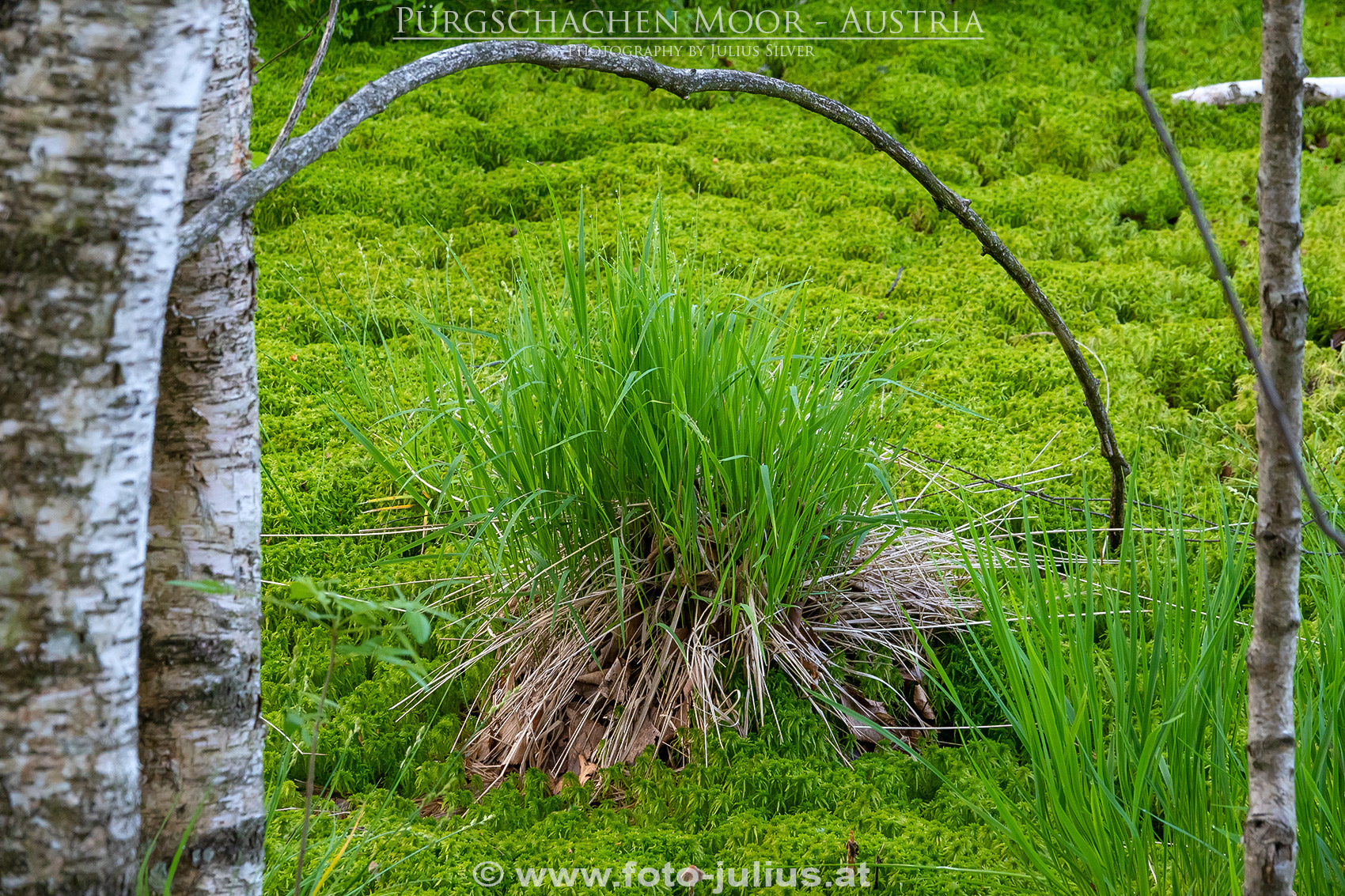 2678a_Gesause_Ardning_Purgschachen_Moor.jpg, 1,0MB
