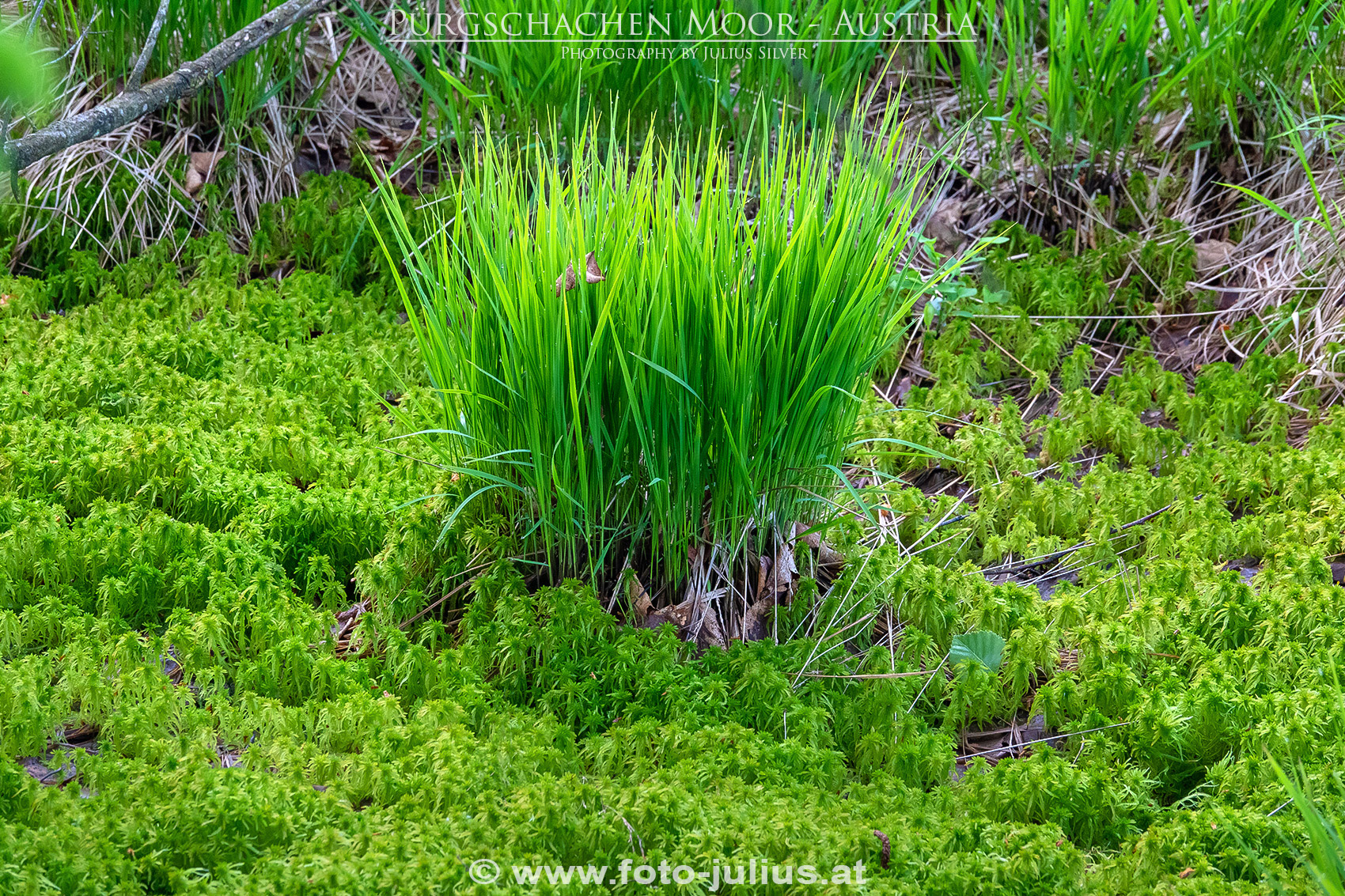 2679a_Gesause_Ardning_Purgschachen_Moor.jpg, 1,2MB