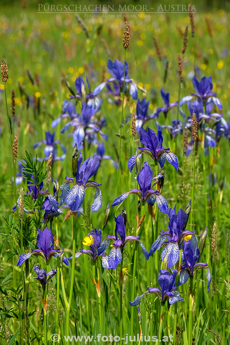 2688a_Gesause_Ardning_Purgschachen_Moor.jpg, 555kB