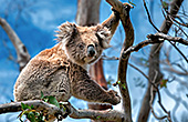 Australia_095_Cape_Otway_Wild_Koala.jpg, 24kB