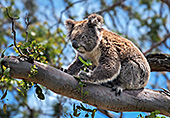 Australia_096_Cape_Otway_Wild_Koala.jpg, 23kB