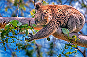 Australia_097_Koala_Bear.jpg, 24kB