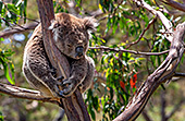 Australia_098_Cape_Otway_Wild_Koala.jpg, 26kB