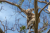 Australia_099_Cape_Otway_Wild_Koala.jpg, 25kB