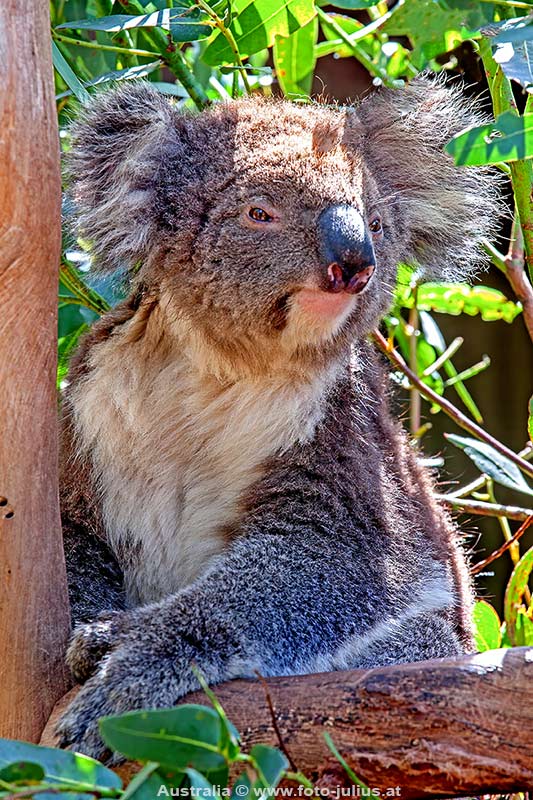 Australia_105_Kangaroo_Island_Koala.jpg, 27kB