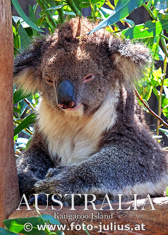Australia_106+Kangaroo_Island_Koala.jpg, 398kB
