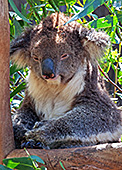 Australia_106_Kangaroo_Island_Koala.jpg, 29kB