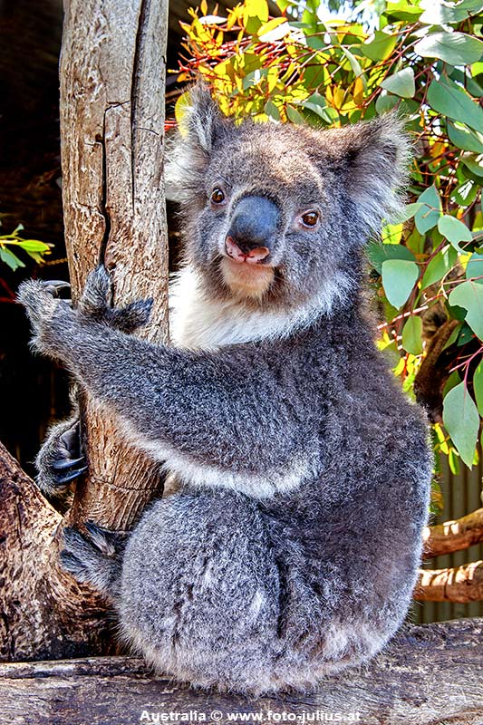 Australia_107_Kangaroo_Island_Koala.jpg, 27kB