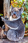 Australia_107_Koala_Bear.jpg, 23kB
