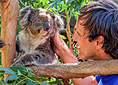 Australia_109_Koala_Bear.jpg, 24kB