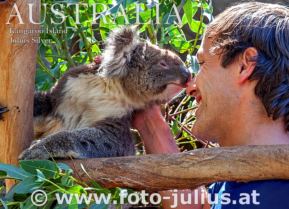 Australia_110+Kangaroo_Island_Koala.jpg, 502kB