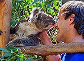 Australia_110_Kangaroo_Island_Koala.jpg, 30kB