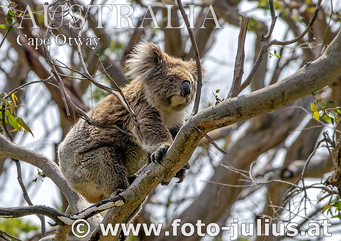 Australia_113+Cape_Otway_Wild_Koala.jpg, 167kB