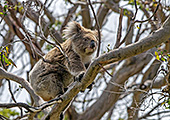 Australia_113_Cape_Otway_Wild_Koala.jpg, 23kB