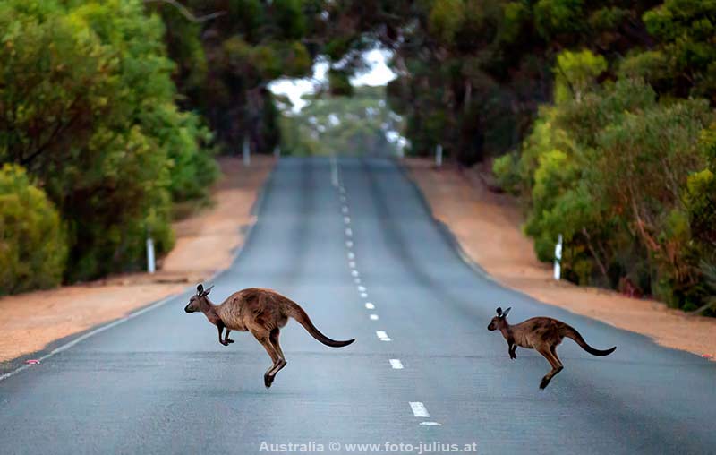 Australia_135_Kangaroo_Island.jpg, 21kB