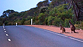 Australia_136_Kangaroo_Island.jpg, 18kB