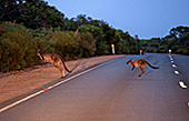 Australia_137_Kangaroo_Island.jpg, 17kB