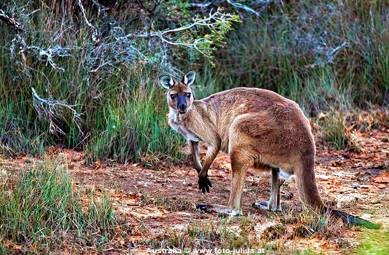 Australia_139_Kangaroo_Island.jpg, 22kB