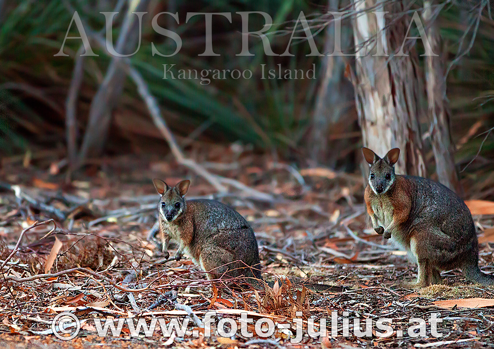 Australia_140+Kangaroo_Island.jpg, 425kB