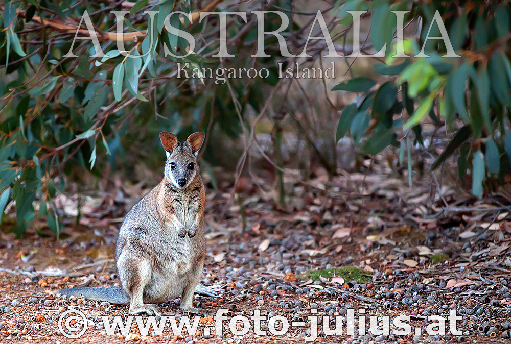 Australia_141+Kangaroo_Island.jpg, 426kB