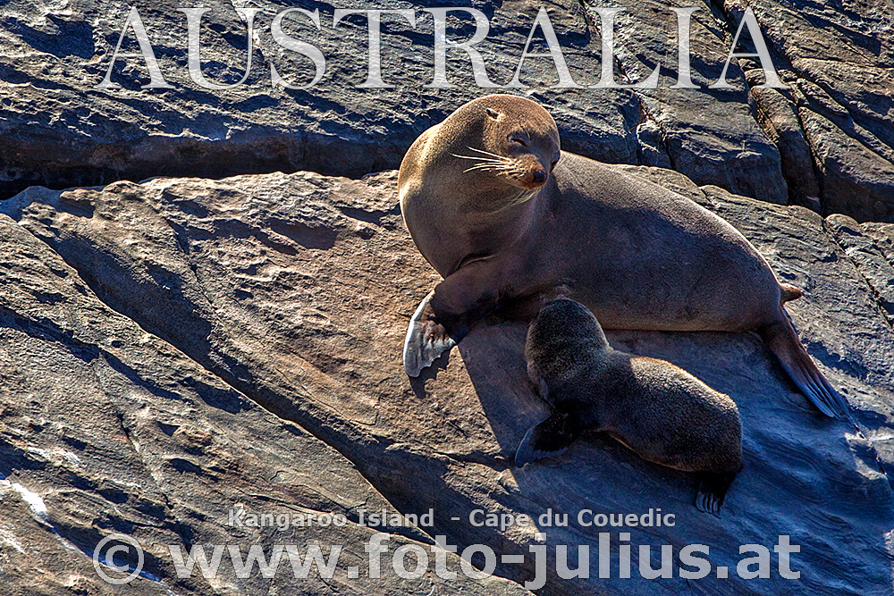 Australia_143+Kangaroo_Island_Seals.jpg, 560kB