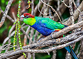 Australia_263_Bird.jpg, 25kB