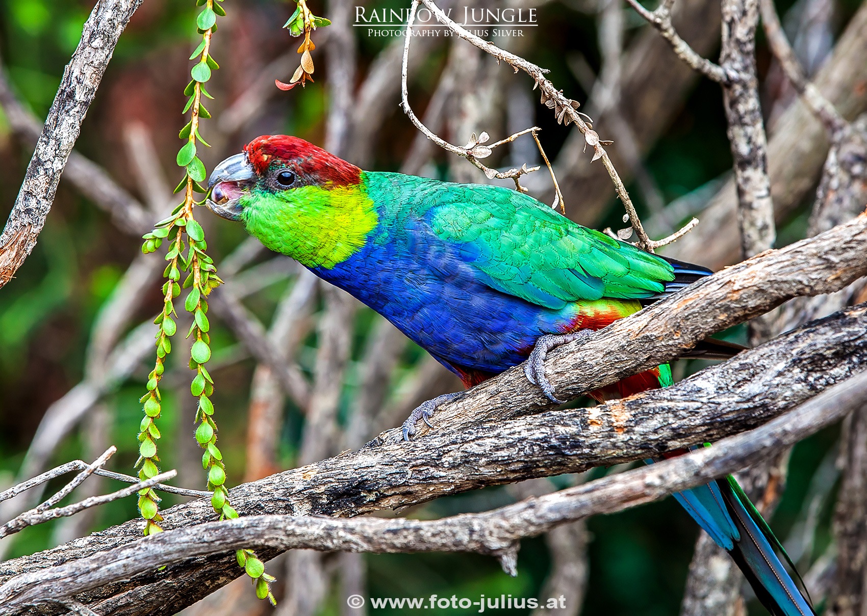 Australia_263a_Rainbow_Jungle.jpg, 1,0MB