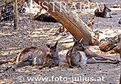 Australia_324.jpg, 23kB