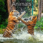 animals.jpg, 59kB