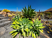 Lanzarote_020_Jardin_de_Cactus.jpg, 17kB