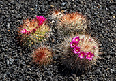 Lanzarote_021_Jardin_de_Cactus.jpg, 16kB