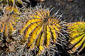 Lanzarote_022_Jardin_de_Cactus.jpg, 19kB