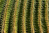 Lanzarote_023_Jardin_de_Cactus.jpg, 18kB