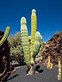Lanzarote_035_Jardin_de_Cactus.jpg, 12kB