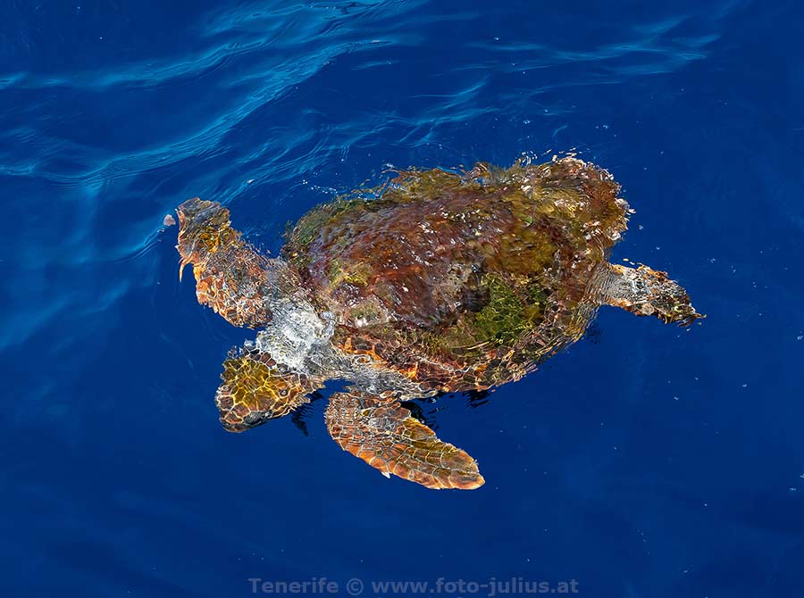 Teneriffa_017_Sea_Turtle.jpg, 71kB