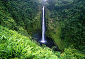Hawaii, Akaka Falls State Park, Rainforest, Photo Nr.: haw102