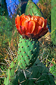 haw107_Hawaii_Cactus.jpg, 16kB