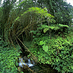 Hawaii, Akaka Falls State Park, Rainforest, Photo Nr.: haw154