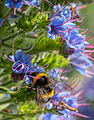 Madeira_056_Bumblebee_Adderhead.jpg, 18kB