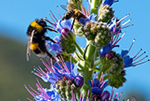 Madeira_121_Bumblebee_Adderhead.jpg, 14kB