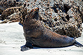 NewZealand170_Seal_Wharariki_Beach.jpg, 25kB