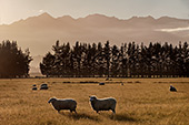 NewZealand219_Sheeps.jpg, 13kB
