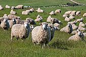 NewZealand221_Sheeps.jpg, 18kB