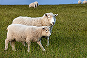 NewZealand226_Sheeps.jpg, 16kB