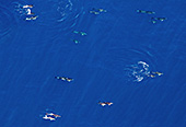 NewZealand229_Dolphins.jpg, 13kB