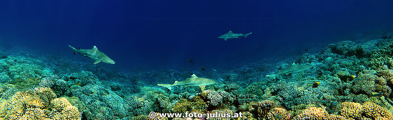 200b_Polynesia_Fakarava_Sharks_Haie_Tauchen_Dive.jpg, 238kB